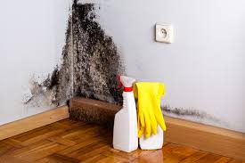 Best Mold Damage Restoration  in Havelock, NC